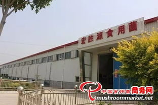 天津茶树菇工厂化调研 探寻市场新机遇